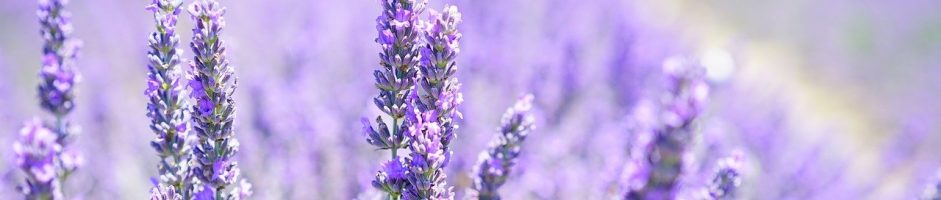 PRARIAND FLEURS