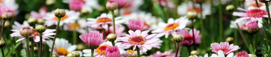 EDEN FLEURS