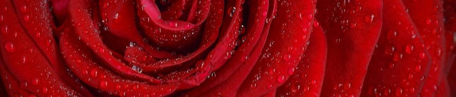 UN PETIT R FLEURI