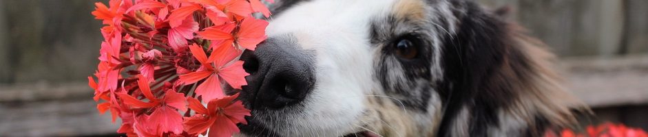 JC FLEURS ET CADEAUX