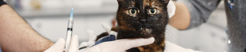 CLINIQUE VETERINAIRE DES PORTES DU GERS
