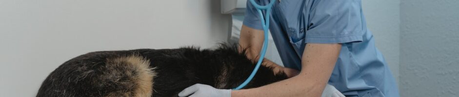DR CHRISTIAN ALLAIN VETERINAIRE